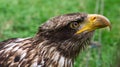 Golden eagle portrai photograph of the head . Brown, white plumage