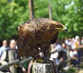 Golden eagle portrait Royalty Free Stock Photo