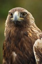 Golden eagle portrait Royalty Free Stock Photo