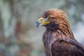 Golden eagle portrait Royalty Free Stock Photo