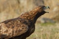 Golden Eagle Portrait