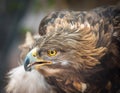 Golden Eagle Portrait - Intense Look - Closeup Detail Royalty Free Stock Photo