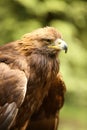 Golden Eagle Royalty Free Stock Photo