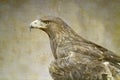 Golden eagle portrait Royalty Free Stock Photo