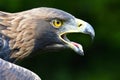 Golden eagle Royalty Free Stock Photo