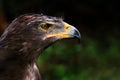 golden eagle portrait from zoo Royalty Free Stock Photo