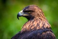 Golden Eagle portrait Royalty Free Stock Photo