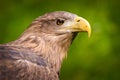 Golden Eagle portrait Royalty Free Stock Photo