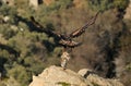 Golden eagle prey is carried in the claws Royalty Free Stock Photo