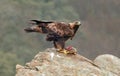 Golden eagle prey is eaten Royalty Free Stock Photo