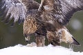 Golden eagle preying on a show shoe hare in winter