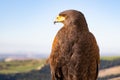 Golden Eagle, Profile Close Up of Head