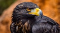 Golden eagle profile