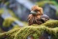 golden eagle resting on a mossy mountain stone Royalty Free Stock Photo