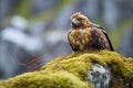 golden eagle resting on a mossy mountain stone Royalty Free Stock Photo