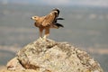 Golden eagle resting on the rock in the field Royalty Free Stock Photo