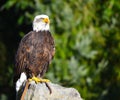 Golden eagle resting on rock