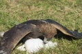 Golden eagle and it's prey on the grass, circa Almaty, Kazakhstan.