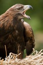 Golden Eagle - Scotland Royalty Free Stock Photo