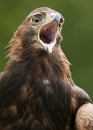 Golden Eagle - Scotland Royalty Free Stock Photo