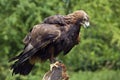 Golden Eagle -Scotland Royalty Free Stock Photo