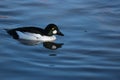 Goldeneye