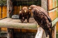 The Golden Eagle sits on a branch in the open-air cage in a zoo