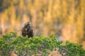 Golden eagle Royalty Free Stock Photo