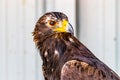 Golden Eagle on it`s perch. Birds of Prey Centre, Coledale, Alberta, Canada