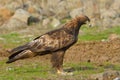 Golden Eagle Sitting on the Ground Royalty Free Stock Photo