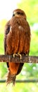 Golden Eagle sitting Royalty Free Stock Photo