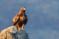 Golden Eagle Sitting on a Rock Royalty Free Stock Photo