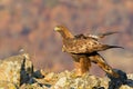 Golden Eagle Sitting on a Rock Royalty Free Stock Photo