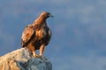 Golden Eagle Sitting on a Rock Royalty Free Stock Photo