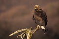 Golden eagle sitting on a treetop on a sunny winter day with copy space