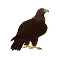 Golden eagle sitting. Vector illustration isolated on the white background.