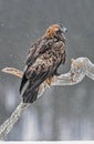 Golden Eagle in snow Royalty Free Stock Photo