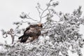 Golden Eagle in snow covered Tree Royalty Free Stock Photo