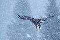 Golden eagle, snow flake fly.  Snowy winter with eagle. Bird of prey Golden Eagle starts from the snowy meadow. Wildlife scene Royalty Free Stock Photo