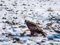 Golden eagle in the snow. Hunting golden eagle in a leather hat. Hunting with eagle. Portrait of a bird with a head covering. Copy Royalty Free Stock Photo