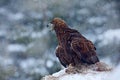 Golden Eagle in snow with kill hare, snow in the forest during winter. Eagle with catch. Wildlife weeding scene from nature. Cold