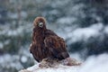 Golden Eagle in snow with kill hare, snow in the forest during winter Royalty Free Stock Photo