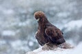 Golden Eagle in snow with kill hare, snow in the forest during winter. Snowy forest with golden eagle. Bird in the nature habitat.