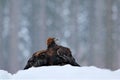 Golden Eagle in snow with killed hare, snow in the forest during winter. Bird in the nature habitat. Animal feeding behavior Royalty Free Stock Photo