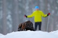 Golden Eagle in snow with killed hare, snow in the forest during winter. Bird in the nature habitat. Animal feeding behavior Royalty Free Stock Photo