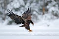 Golden Eagle in snow with killed hare, snow in the forest during winter. Bird in the nature habitat. Animal feeding behavior Royalty Free Stock Photo