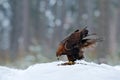 Golden Eagle in snow with killed hare, snow in the forest during winter. Bird in the nature habitat. Animal feeding behavior Royalty Free Stock Photo