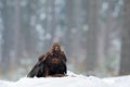 Golden Eagle in snow with killed hare, snow in the forest during winter. Bird in the nature habitat. Animal feeding behavior Royalty Free Stock Photo