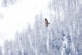 Golden eagle soaring above snow and trees in the background. Royalty Free Stock Photo