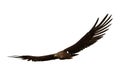 Golden Eagle soaring, 3D illustration isolated on white background Royalty Free Stock Photo